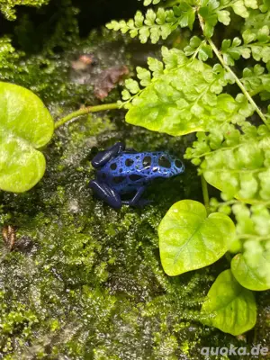 Pfeilgiftfrosch Dentrobates Azureus