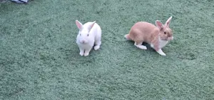 2 Hasen zu verschenken 