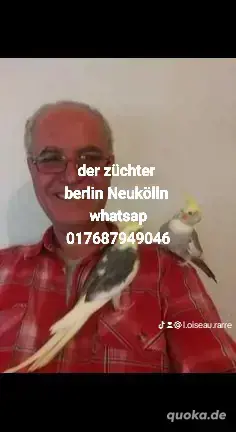 Nymphensittiche hahn 