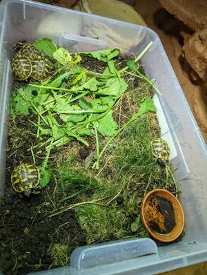 Griechische Landschildkröten Babys Bild 4