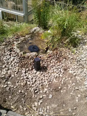 Griechische Landschildkröten Babys Bild 3