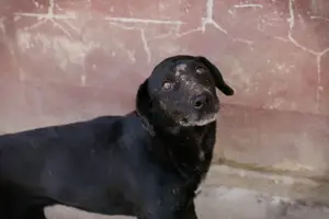 *PABLO* - Der Rüde sucht geduldige und einfühlsame Familie, die sein Vertrauen aufbauen kann