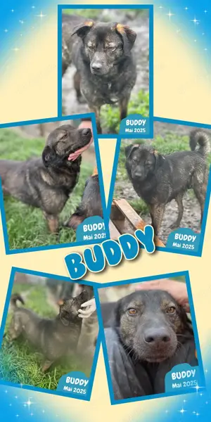 sehr lieber, menschenbezogener, ruhiger Rüde "Buddy" suht ein liebevolles Zuhause 