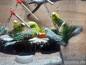 Wellensittiche Jungtiere