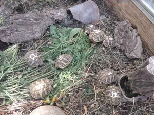 Griechische Landschildkröten Nachzuchten aus 2024