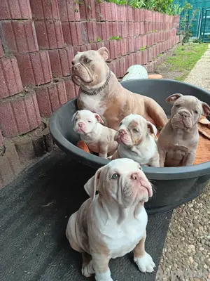 Old Englische Bulldogge 