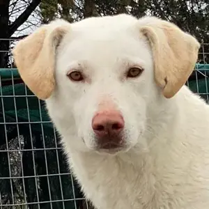 Nizza, geb. ca. 08 2022, lebt in GRIECHENLAND, im städt. Tierheim Serres