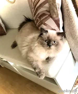 BKH BLH Deckkater Blue Point mit sehr guter Deckerfahrung Bild 2