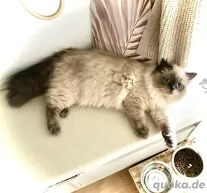 BKH BLH Deckkater Blue Point mit sehr guter Deckerfahrung Bild 4