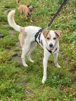 Schmusefreund IVO sucht sein Traumzuhause