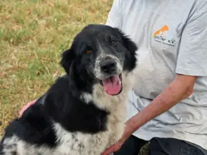 Angela sucht ihr Zuhause (noch auf Sardinien) Bild 2