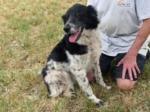 Angela sucht ihr Zuhause (noch auf Sardinien) Bild 5