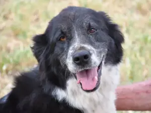 Angela sucht ihr Zuhause (noch auf Sardinien)