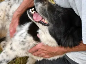 Angela sucht ihr Zuhause (noch auf Sardinien) Bild 4