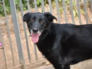 Zeus sucht sein Zuhause (noch auf Sardinien) Bild 2