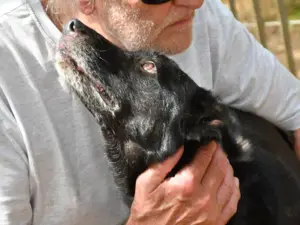 Zeus sucht sein Zuhause (noch auf Sardinien) Bild 3