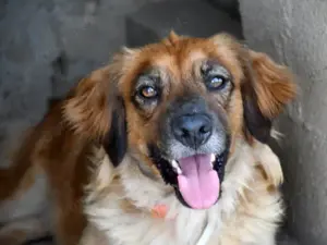 Lulu sucht ihr Zuhause (noch auf Sardinien)