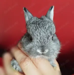 Kleinbleibende Farbenzwerg Zwergkaninchen Kaninchen Chinchilla Hase Zwerg Baby Minizwerge Emsdetten 