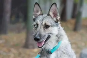 Terry mit den magischen Augen. 