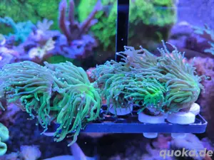 Euphyllia Glabrescens Hulk Ableger