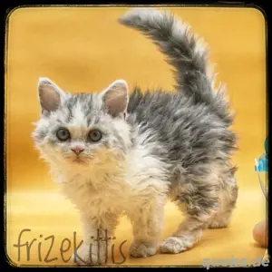 Fillmore, Süßer lockiger Selkirk Rex Kater 