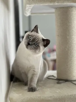 2 liebevolle British Shorthair Kätzchen (12.2024) nur zusammen abzugeben