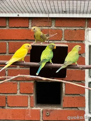 Pflaumenkopfsittiche