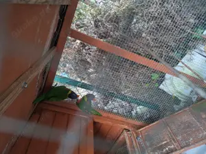 Lori  Breitbindenlori 