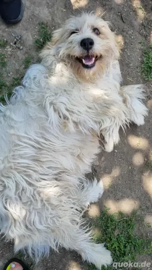 Liebenswerte Flocke Susi 