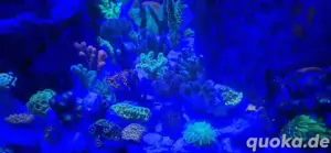 Meerwasser Korallenableger Korallen Zoas Weichkorallen SPS LPS Aquarium Bild 3