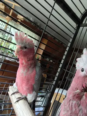 Lieber Körnergeber gesucht! Bild 2