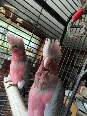 Lieber Körnergeber gesucht!