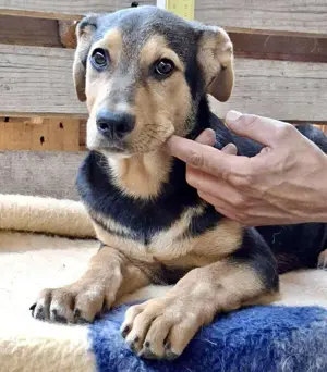 Gigi ist auf der Suche nach einer Zukunft