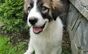 Zauberhafte Angel sucht ein Zuhause Bild 7