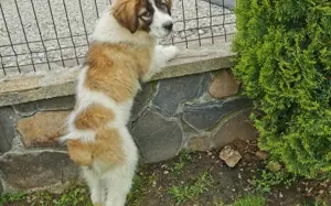 Zauberhafte Angel sucht ein Zuhause Bild 8