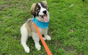 Zauberhafte Angel sucht ein Zuhause Bild 9