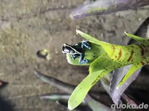 Dendrobates tinctorius Graubeiner 
