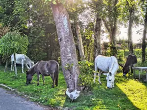 Wir suchen Getreide, Heu- und Strohspenden