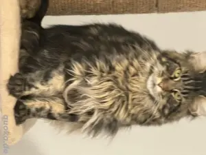  Maine Coon Deckkater  Reinrassig (kein Verkauf) Bild 3