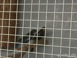 Rosella Prachtrosella schwarz