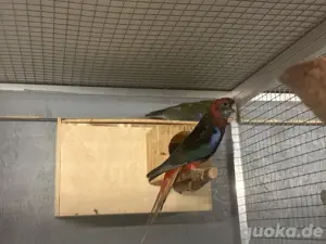 Rosella Prachtrosella schwarz