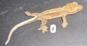 0.0.10 kronengecko jungtiere nz 2025