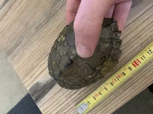 Wasserschildkröte Graptemius Quachitensi M und W 