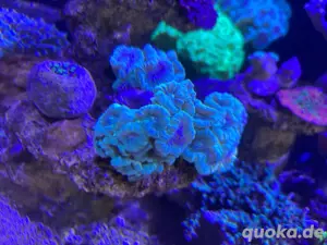 Meerwasser Caulastraea furcata tausche auch