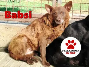 ältere Mischlings Hündin Babsi sucht ein Zuhause oder Pflegestelle