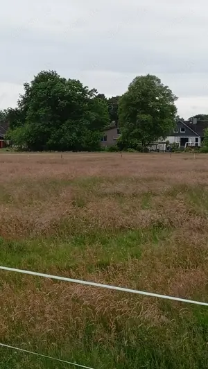 Biete Weideplatz in Offenstall bzw. Weideplatz für Pony oder Kleinpferd Bild 5