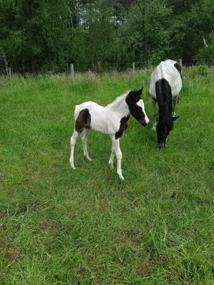 Biete Weideplatz in Offenstall bzw. Weideplatz für Pony oder Kleinpferd Bild 2