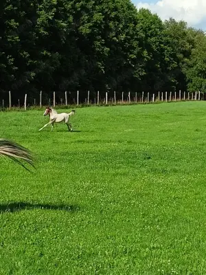 Biete Weideplatz in Offenstall bzw. Weideplatz für Pony oder Kleinpferd Bild 3