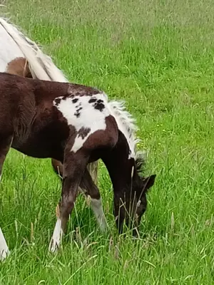 Biete Weideplatz in Offenstall bzw. Weideplatz für Pony oder Kleinpferd Bild 4