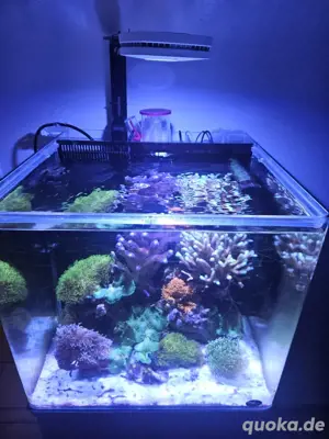 Meerwasseraquarium verkauf Bild 2